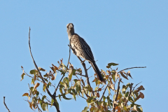 Grautoko (African grey hornbill; Lophoceros nasutus); Etosha Nationalpark