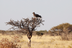 Kampfadler (Martial eagle; Polemaetus bellicosus); Etosha Nationalpark