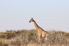 Giraffen im Etosha Nationalpark