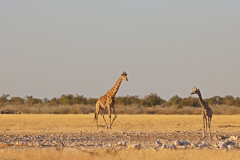 Giraffen im Etosha Nationalpark am Wasserloch Gemsbokvlakte