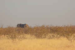 Erste Elefantensichtung im Etosha Nationalpark