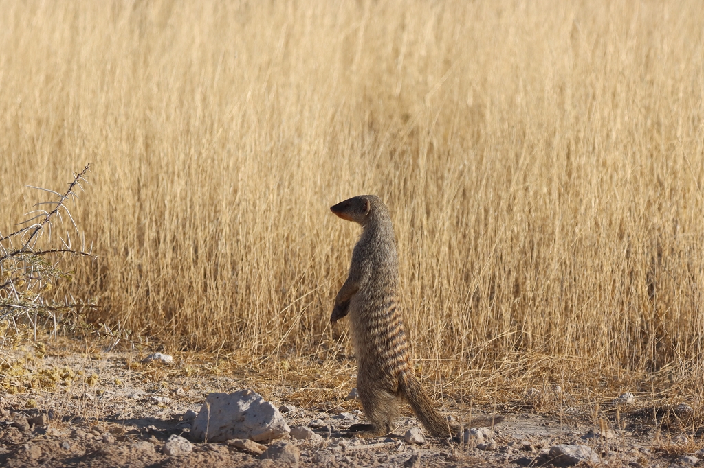 Zebramangusten (Banded mongoose; Mungos mungo) im Etosha-Nationalpark