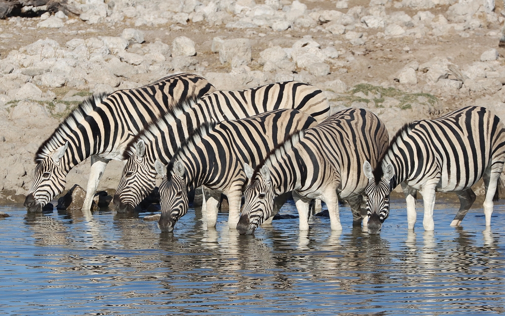Zebras am Okaukuejo Wasserloch