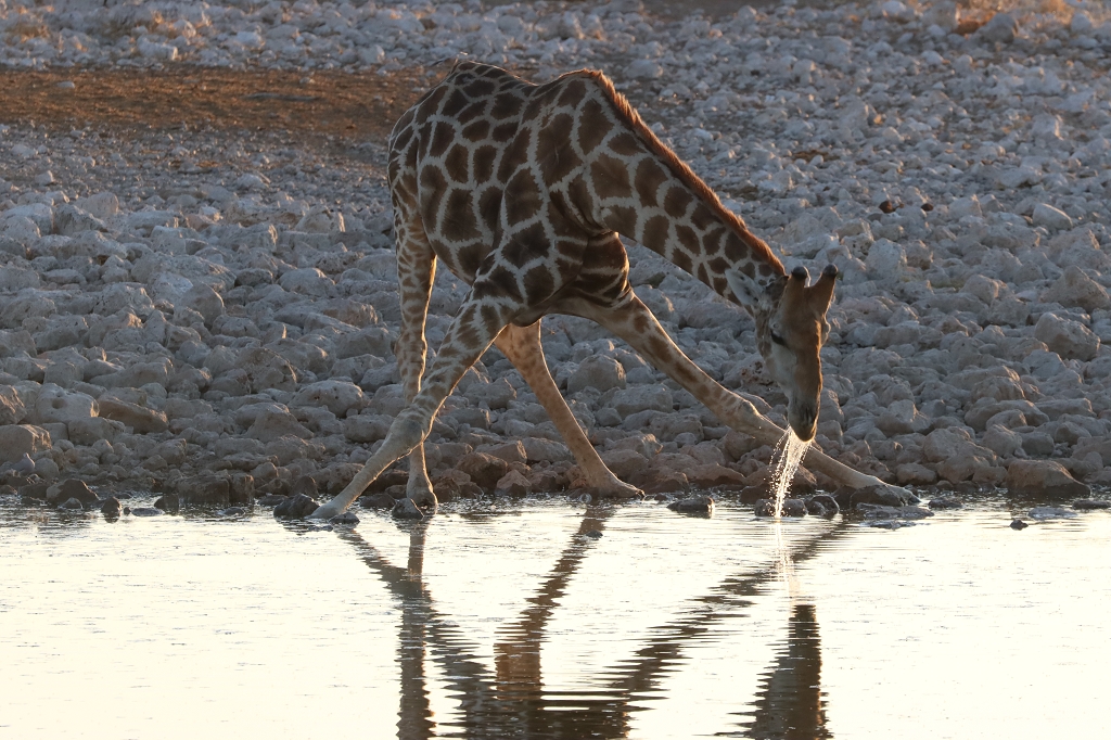 Giraffe am Okaukuejo Wasserloch
