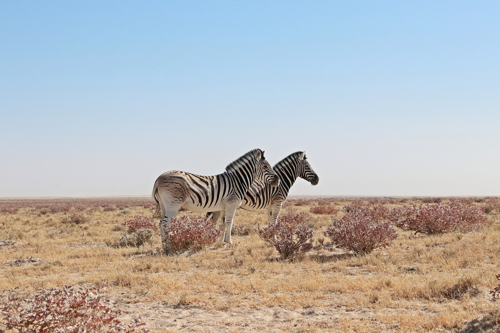 Zebras im Etosha-Nationalpark