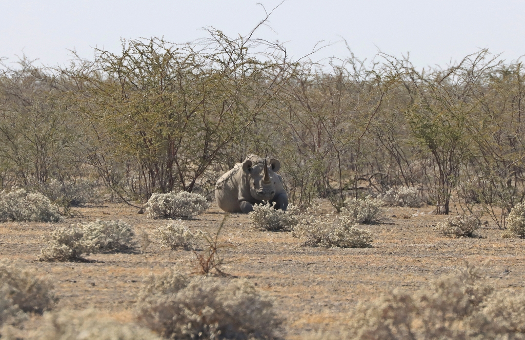 Breitmaulnashorn im Etosha-Nationalpark
