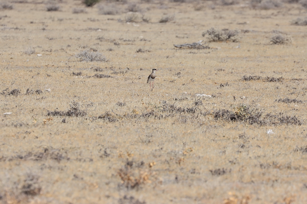 Kronenkiebitz (Crowned lapwing; Vanellus coronatus coronatus) im Etosha-Nationalpark