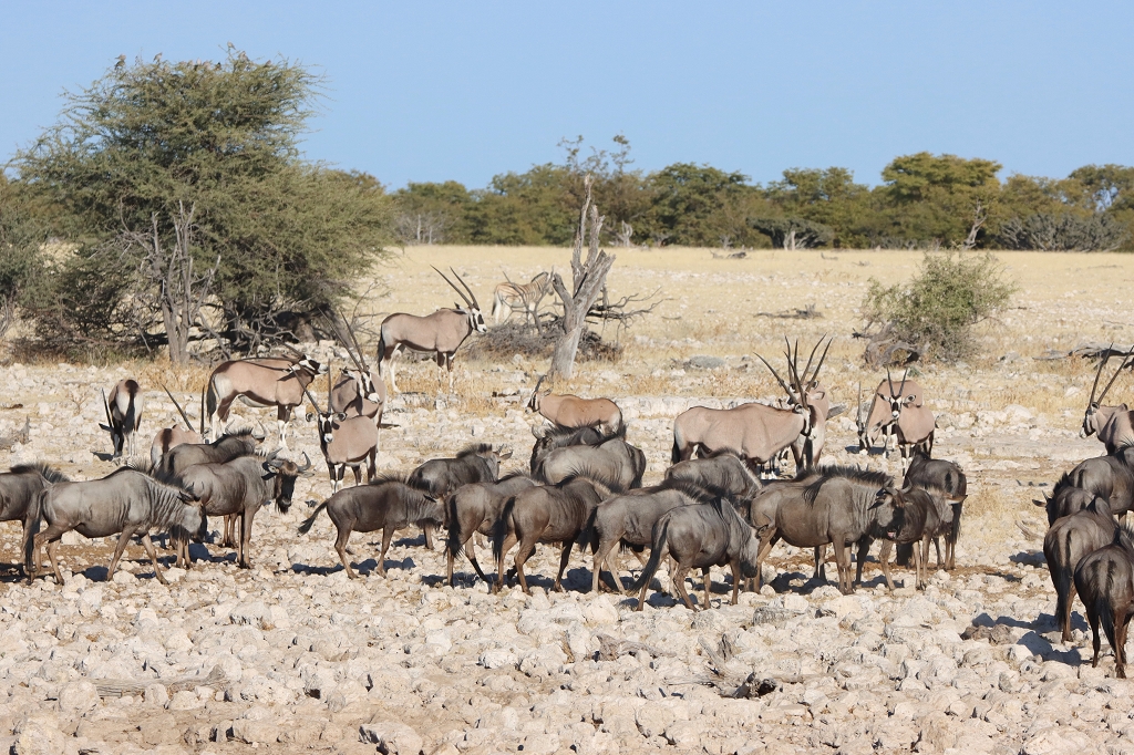 Oryx-Antilopen und Gnus am Okaukuejo Wasserloch