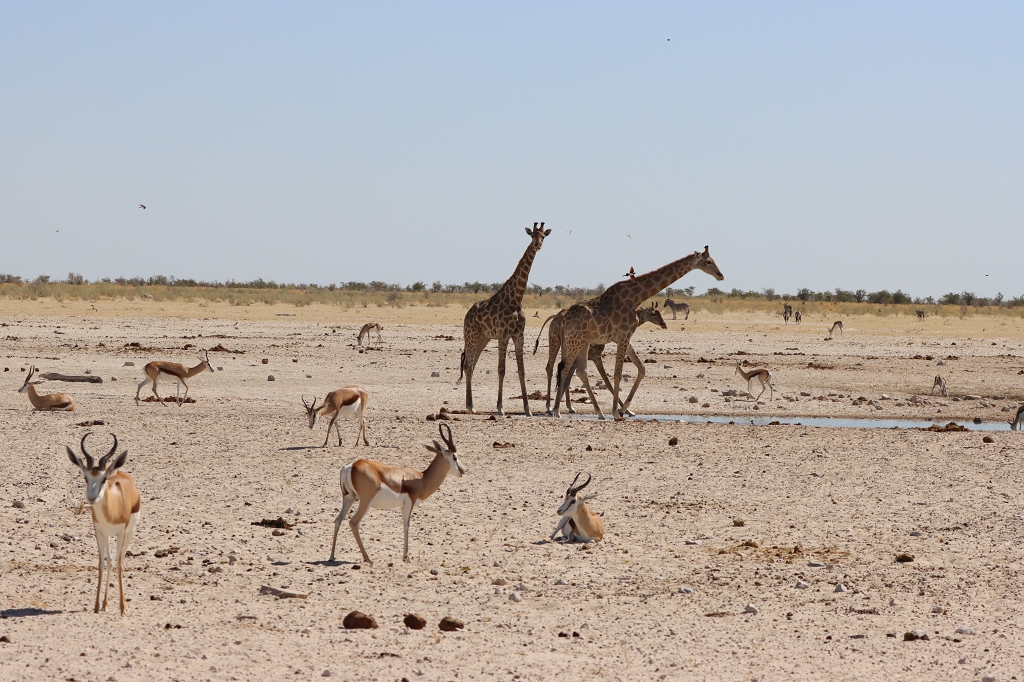 Giraffen und Springböcke am Wasserloch Ozonjuitji m´Bari im Etosha-Nationalpark