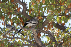 Südlicher Gelbschnabeltoko (Southern yellow-billd hornbill; Tockus leucomelas) im Etosha-Nationalpark