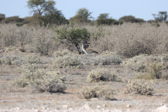 Riesentrappe (kori bustard; Ardeotis kori) im Etosha-Nationalpark