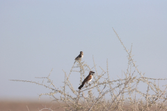 Rostsperling (Great sparrow; Passer motitensis) im Etosha-Nationalpark