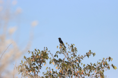 Trauerdrongo (fork-tailed drongo; Dicrurus adsimilis) im Etosha-Nationalpark