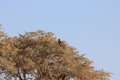 Raub- bzw. Savannenadler (Tawny eagle; Aquila rapax) am Okaukuejo Wasserloch