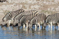 Zebras am Okaukuejo Wasserloch