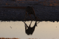 Giraffe am Okaukuejo Wasserloch