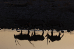 Oryx-Antilopen am Okaukuejo Wasserloch