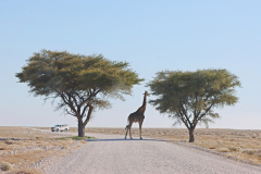Im Etosha häufiger anzutreffen - Giraffen mitten auf der Straße