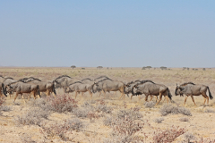 Gnus im Etosha-Nationalpark