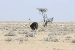 Strauß im Etosha-Nationalpark