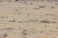 Kronenkiebitz (Crowned lapwing; Vanellus coronatus coronatus) im Etosha-Nationalpark