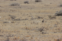 Doppelband-Rennvogel (Double-banded courser; Rhinoptilus africanus) im Etosha-Nationalpark