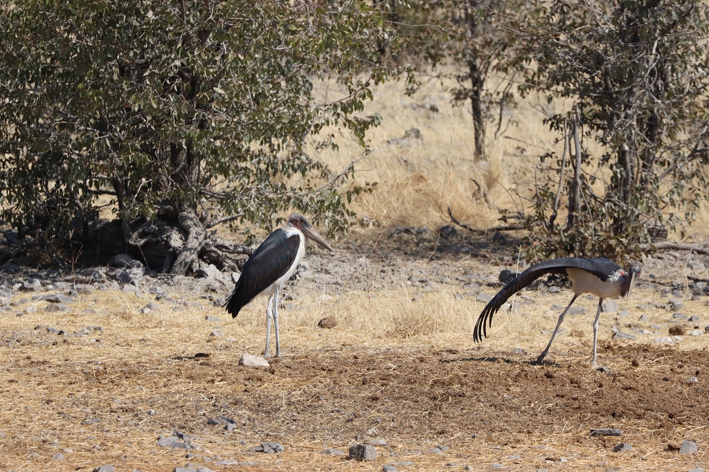  Marabus an der Wasserstelle Moringa im Halali Camp im Etosha-Nationalpark