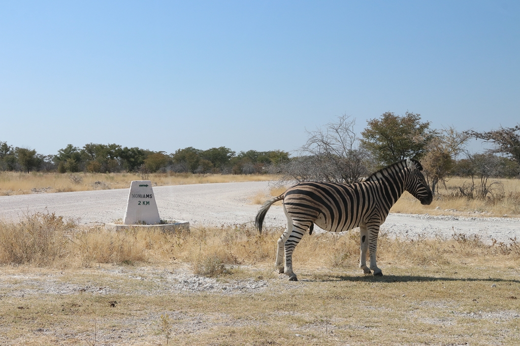 Zebra an der Einfahrt zur Wasserstelle Noniams
