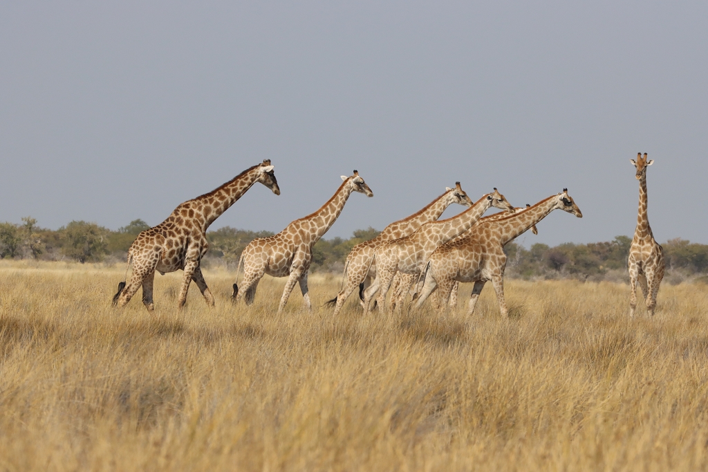 Herde Giraffen im Etosha Nationalpark