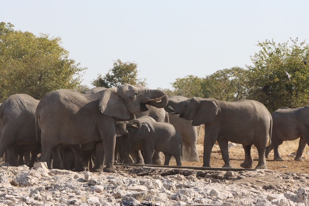 Elefanten an der Wasserstelle Kalkheuwel