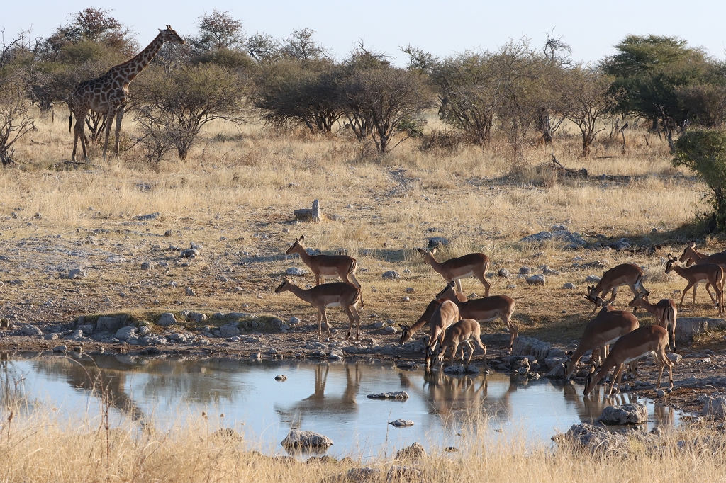 Springböcke und Giraffen am Wasserloch Klein Okevi