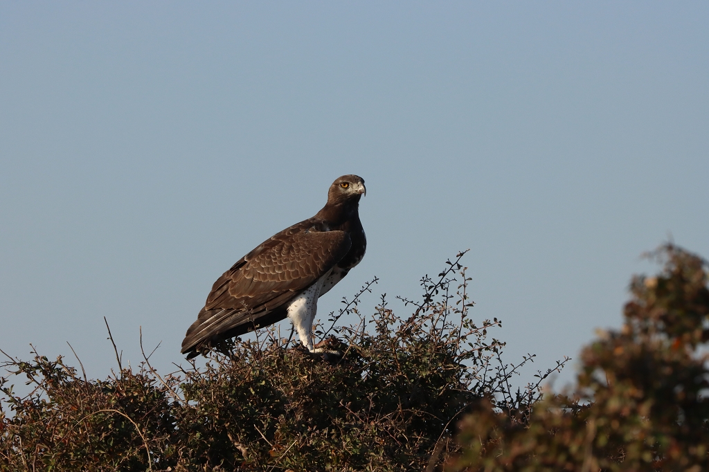 Kampfadler (Martial eagle; Polemaetus bellicosus) Etosha Nationalpark