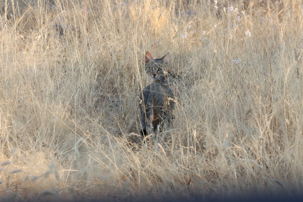 Falbkatze bzw. Afrikanische Wildkatze (African wildcat; Felis lybica lybica) Etosha Nationalpark