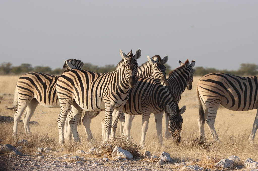Zebras im Etosha Nationalpark