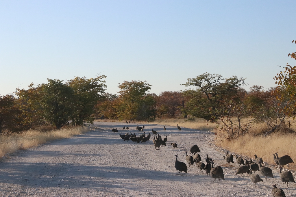 Perlhühner im Etosha Nationalpark