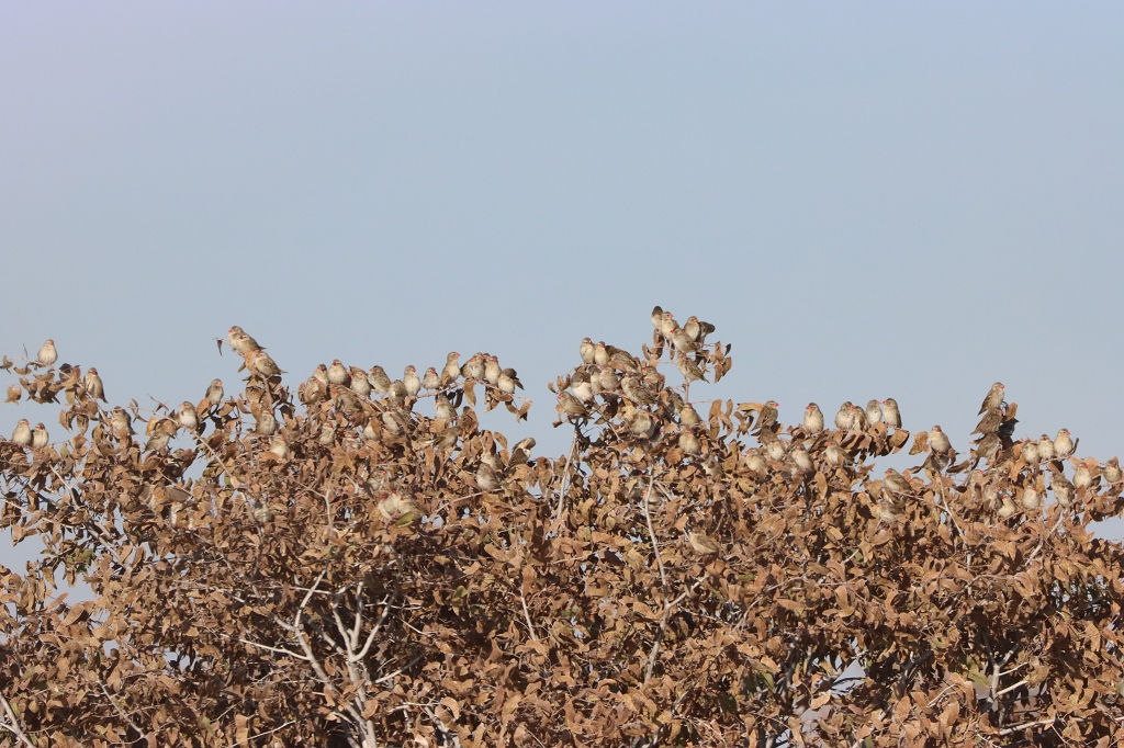Blutschnabelweber im Schlichtkleid (Red-billed quelea; Quelea quelea) Etosha Nationalpark