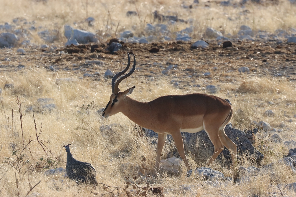 Schwarznasenimpalas (Black-faced Impala; Aepyceros petersi) an der Wasserstelle Homob im Etosha Nationalpark