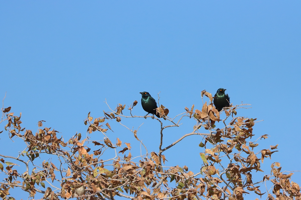 Rotschulterglanzstar (Cape starling; Lamprotornis nitens) Etosha Nationalpark