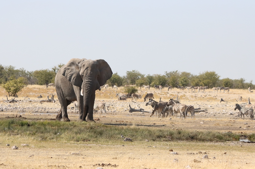Zebras, Springböcke und Elefant an der Wasserstelle Rietfontein im Etosha-Nationalpark