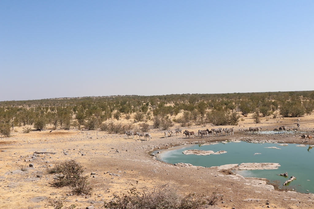 Wasserstelle Moringa im Halali Camp im Etosha-Nationalpark