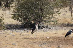 Marabus an der Wasserstelle Moringa im Halali Camp im Etosha-Nationalpark