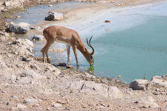 Wasserstelle Moringa im Halali Camp im Etosha-Nationalpark