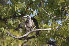 Grautoko (African grey hornbill; Lophoceros nasutus) im Halali Camp