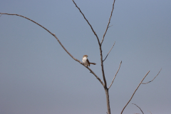 Maricoschnäpper (Marico flycatcher; Melaenornis mariquensis) im Etosha-Nationalpark