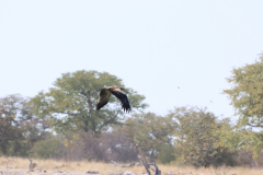Raubadler (Tawny eagle; Aquila rapax) an der Wasserstelle Springbokfontein im Etosha Nationalpark