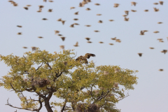 Raubadler (Tawny eagle; Aquila rapax) an der Wasserstelle Springbokfontein im Etosha Nationalpark