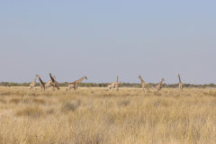 Herde Giraffen im Etosha Nationalpark