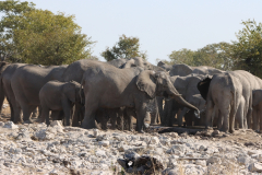 Elefanten an der Wasserstelle Kalkheuwel
