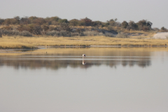 Flamingos in der Fishers Pan im Etosha Nationalpark