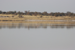 Flamingos in der Fishers Pan im Etosha Nationalpark